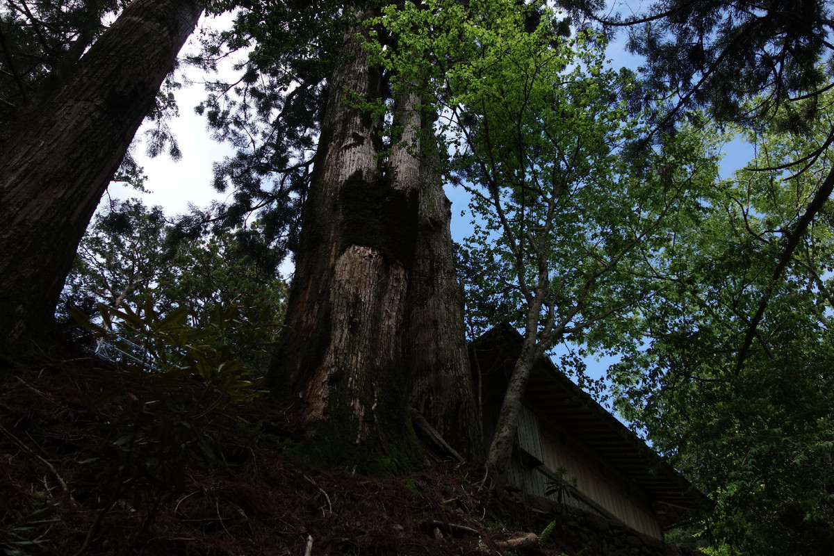 f:id:nonoty32a:20190617151123j:plain