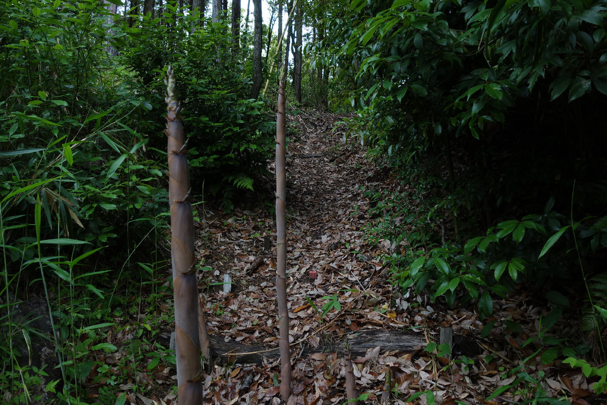 f:id:nonoty32a:20190624130607j:plain