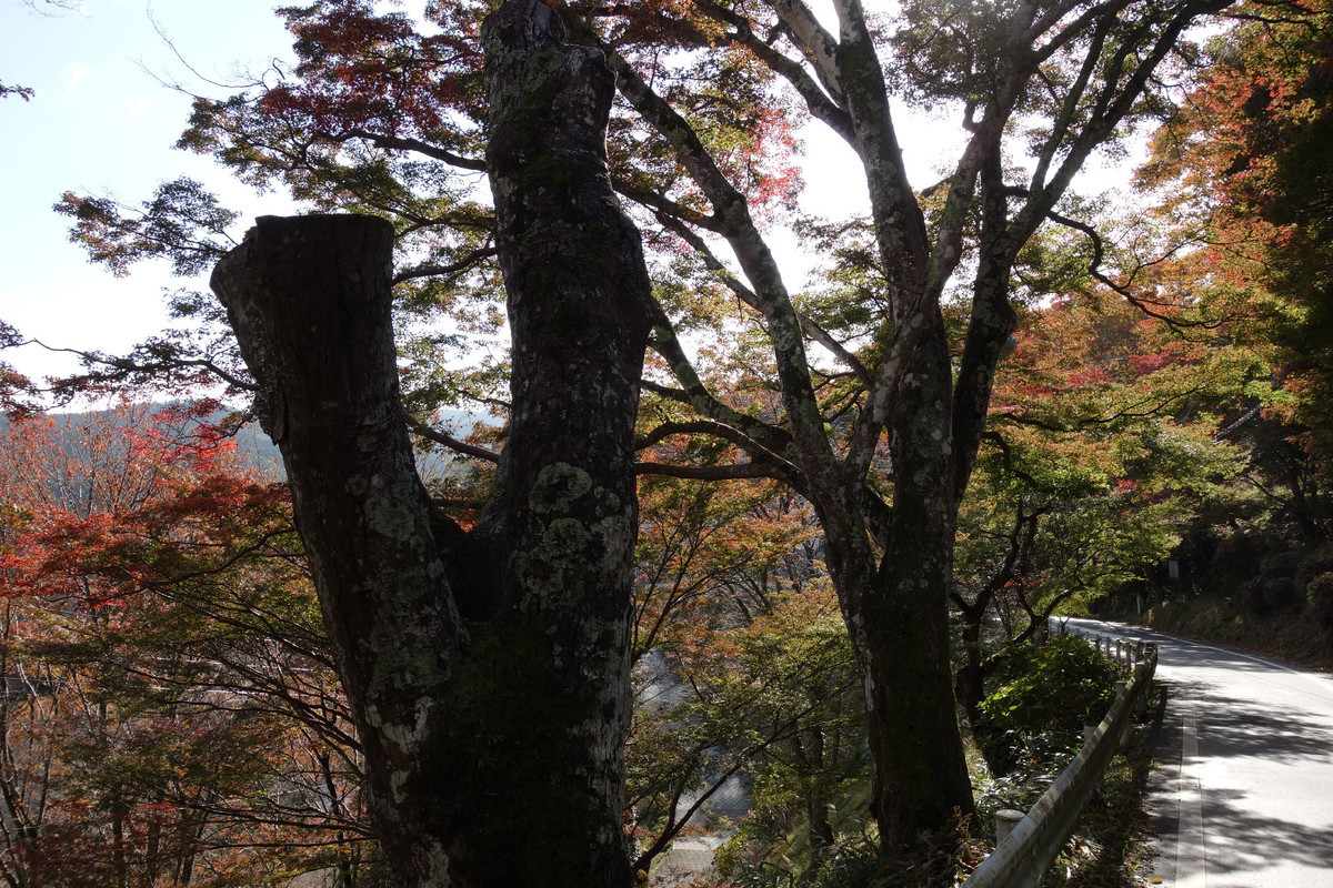 f:id:nonoty32a:20191204153310j:plain