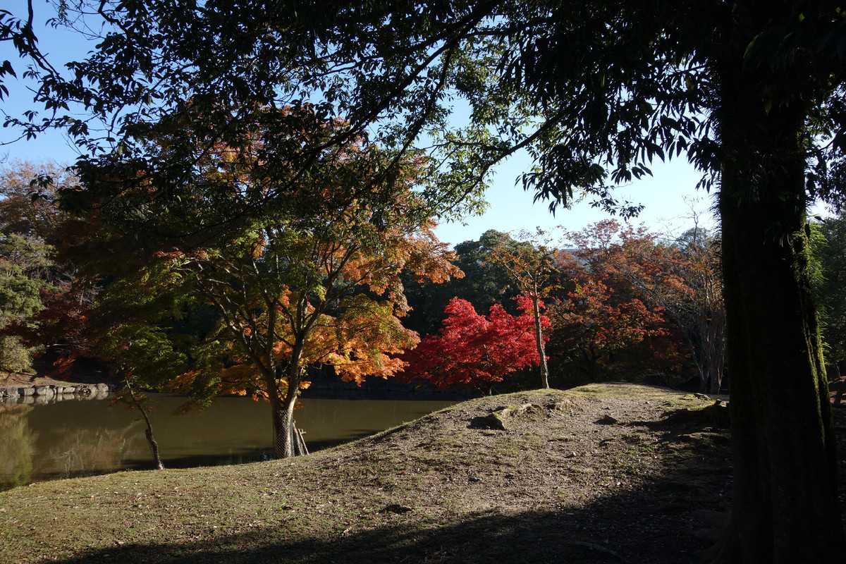 f:id:nonoty32a:20191206124939j:plain