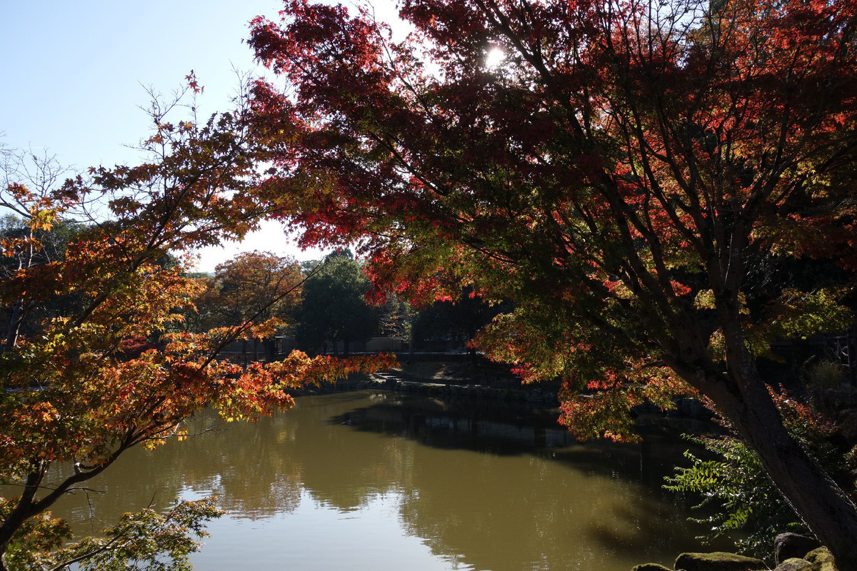 f:id:nonoty32a:20191206125249j:plain