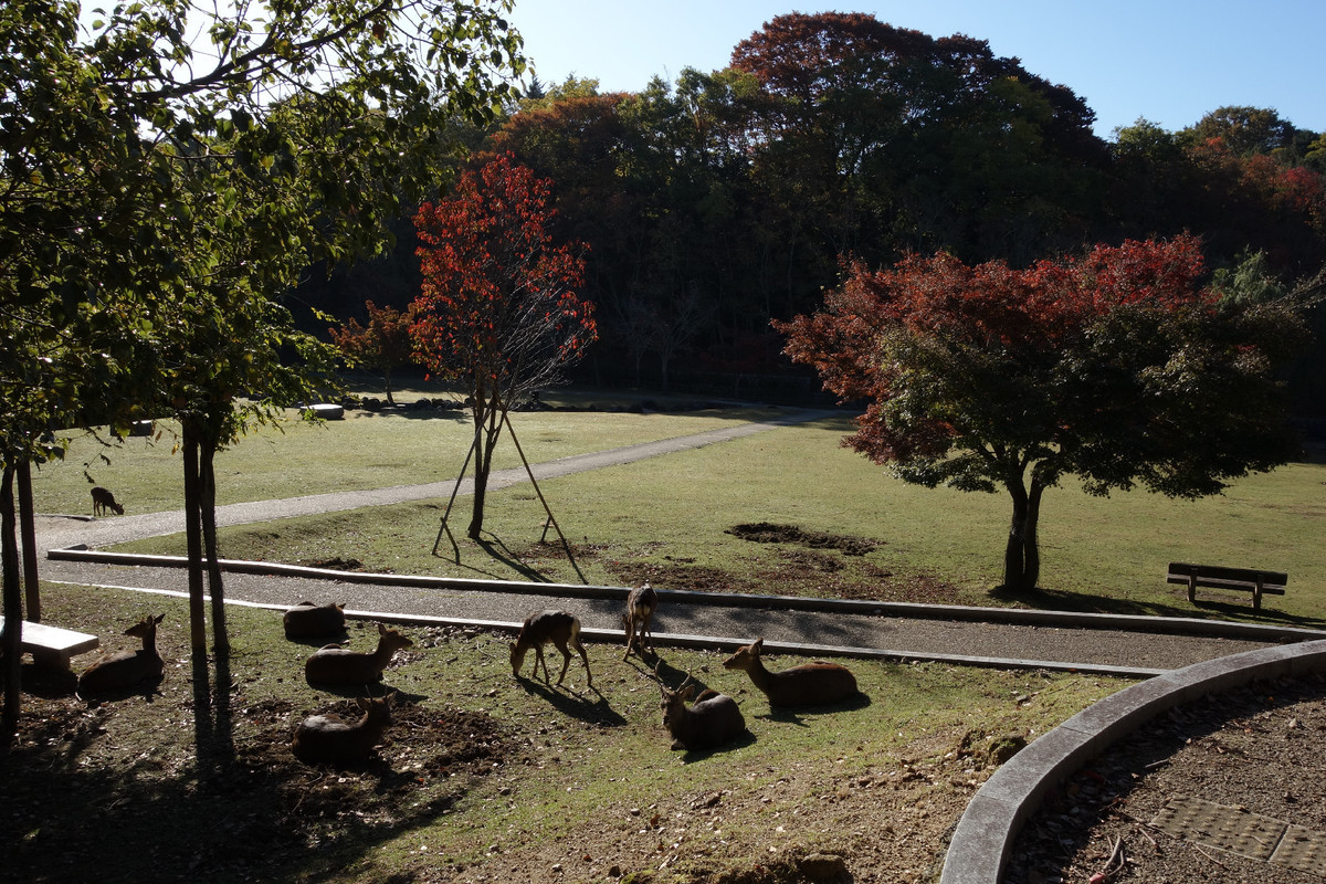 f:id:nonoty32a:20191206125419j:plain