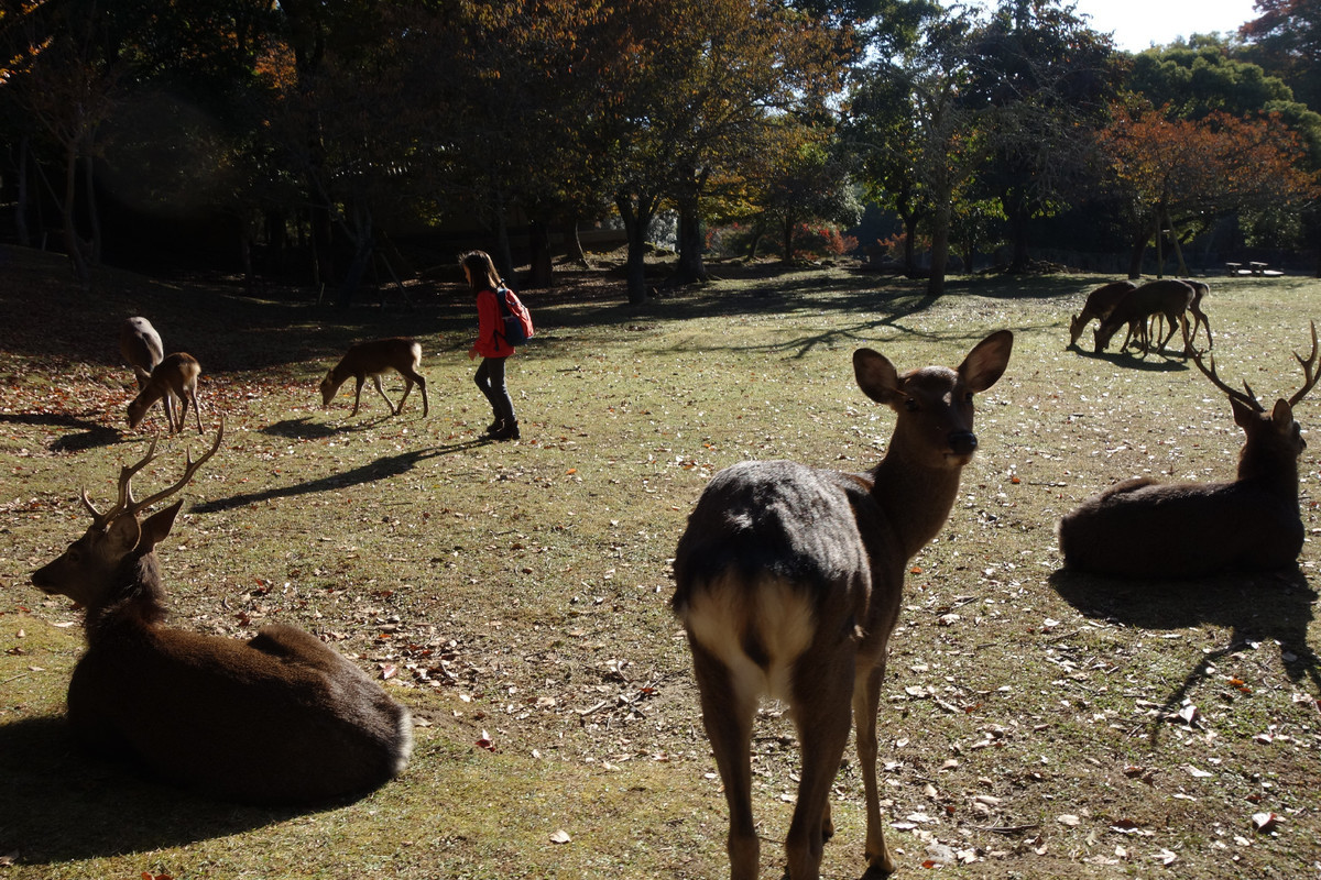 f:id:nonoty32a:20191206125736j:plain