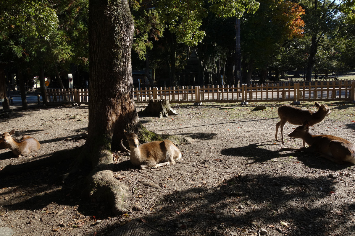 f:id:nonoty32a:20191206130330j:plain