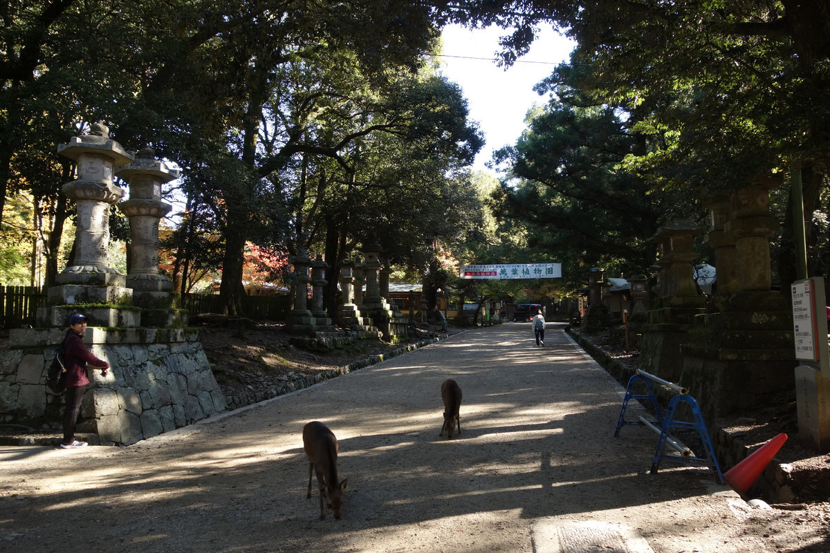 f:id:nonoty32a:20191206130819j:plain