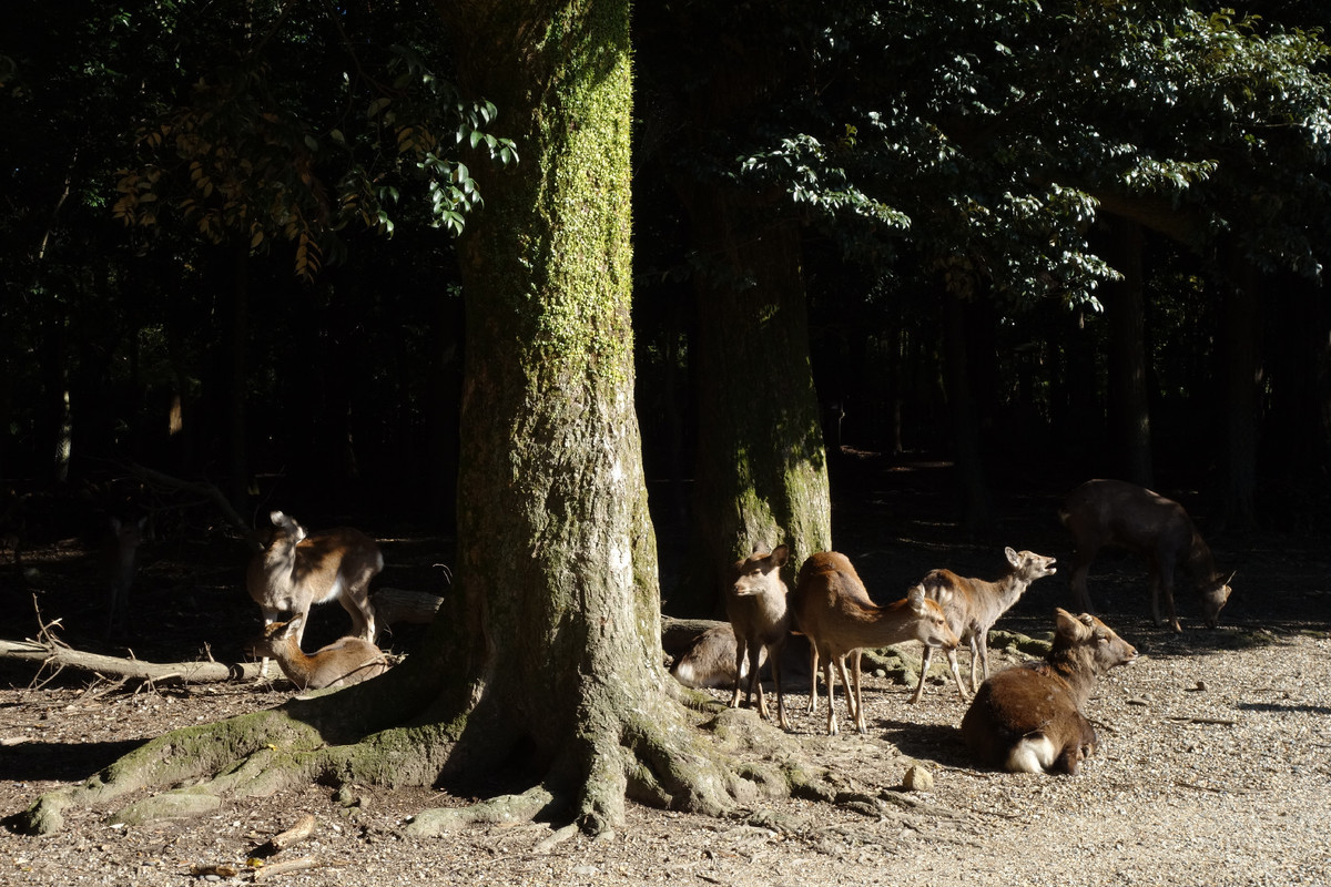 f:id:nonoty32a:20191206131745j:plain