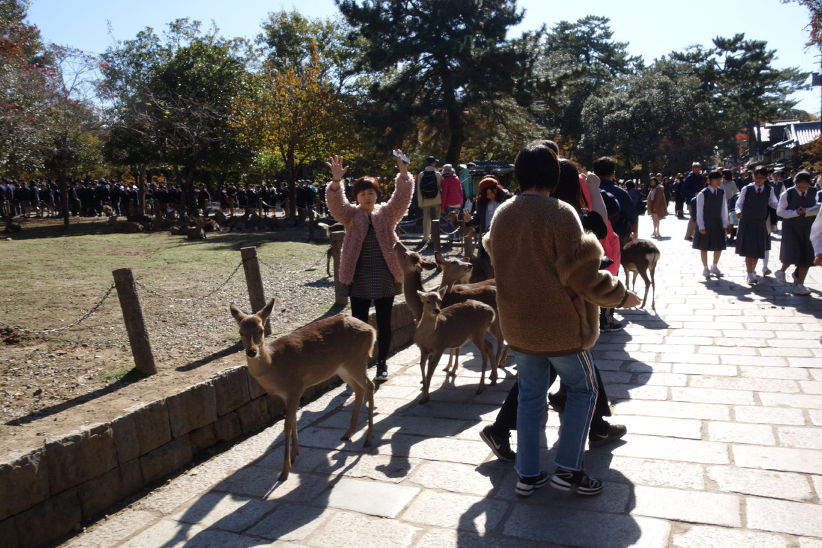 f:id:nonoty32a:20191207162616j:plain