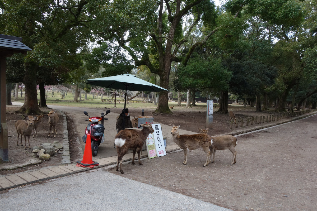 f:id:nonoty32a:20200323134249j:plain