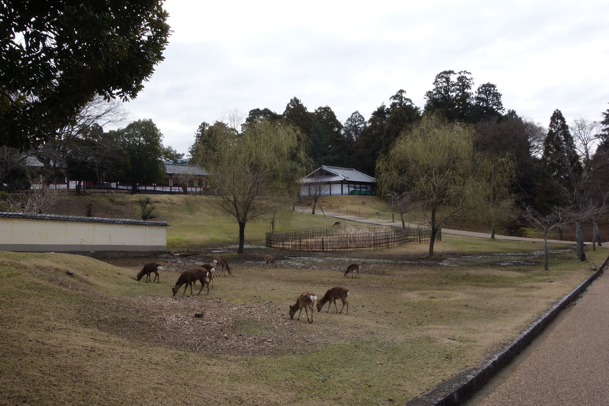 f:id:nonoty32a:20200323134610j:plain