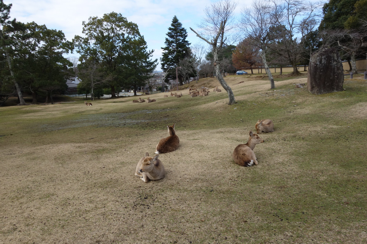 f:id:nonoty32a:20200323134650j:plain