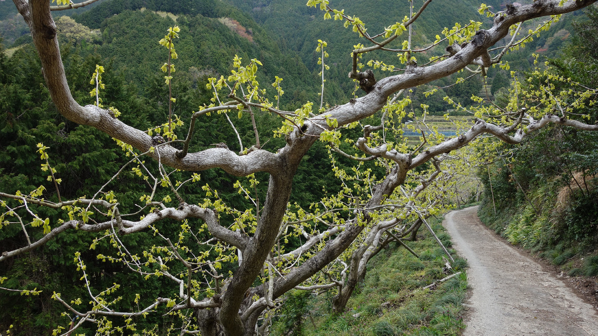 f:id:nonoty32a:20200503222146j:plain