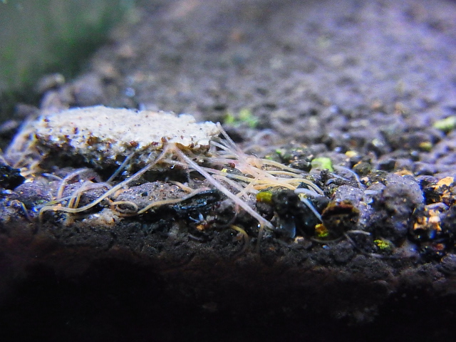 f:id:nonpro:20170927075331j:plain