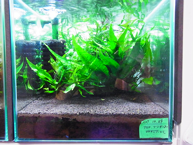 f:id:nonpro:20171002074045j:plain