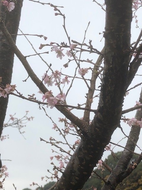 f:id:nonshan:20191128162344j:plain f:id:nonshan:20191128162344j:plain