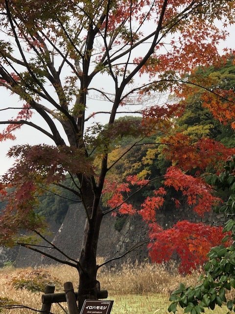 f:id:nonshan:20191128162549j:plain f:id:nonshan:20191128162549j:plain