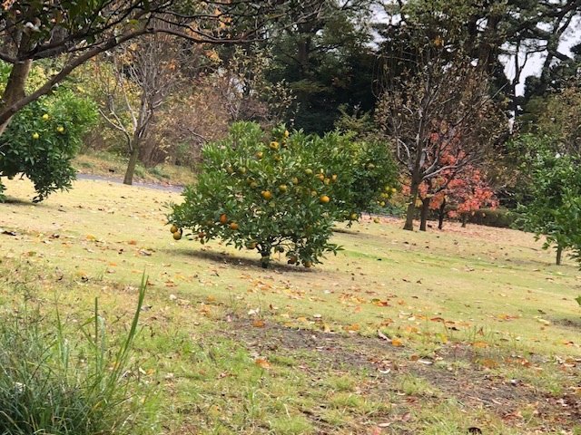 f:id:nonshan:20191128165326j:plain f:id:nonshan:20191128165326j:plain