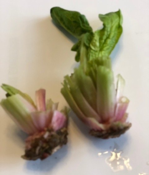 f:id:nonshan:20220211000119j:plain