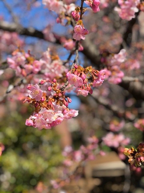 f:id:nonshan:20220228224248j:plain