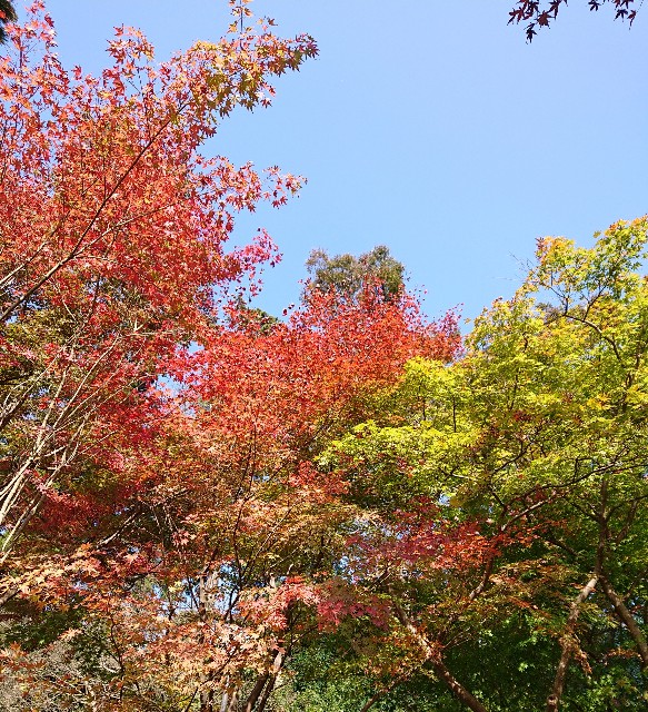 f:id:nonsugar23:20211128180626j:image