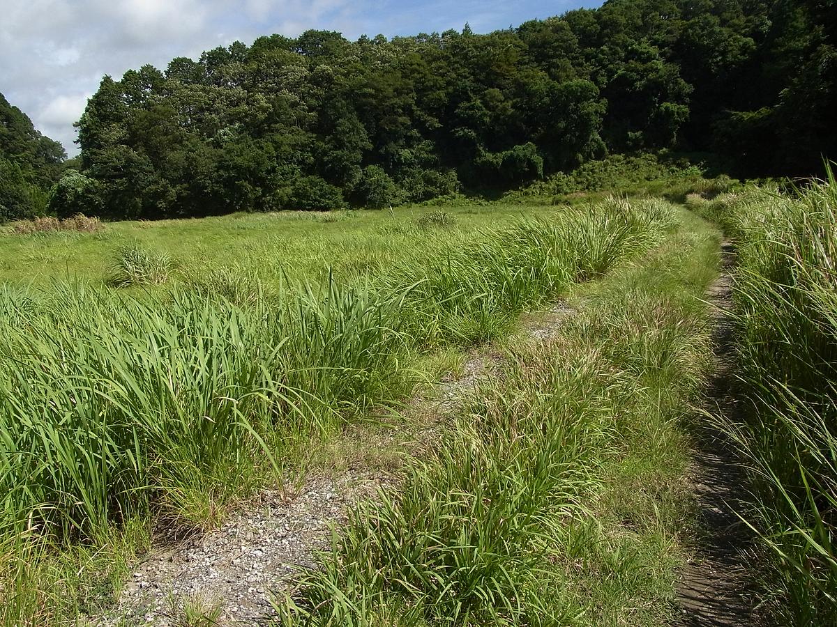 f:id:nonsugarcafe:20160908095755j:plain f:id:nonsugarcafe:20160908095755j:plain