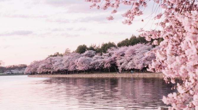 桜の写真