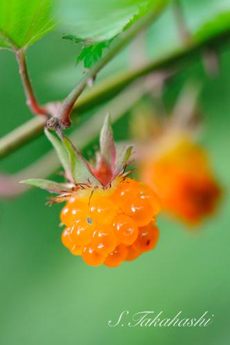 f:id:nontyant:20180615072559j:plain f:id:nontyant:20180615072559j:plain
