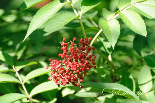 f:id:nontyant:20180615072841j:plain f:id:nontyant:20180615072841j:plain