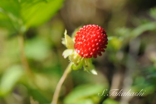 f:id:nontyant:20180615072940j:plain f:id:nontyant:20180615072940j:plain
