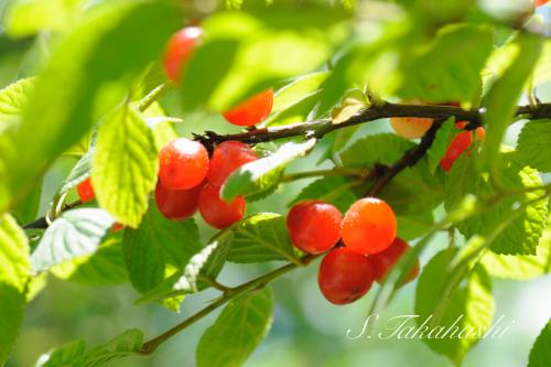 f:id:nontyant:20180615073427j:plain f:id:nontyant:20180615073427j:plain