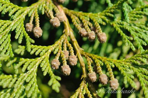 針葉樹の花 面白い接写の世界