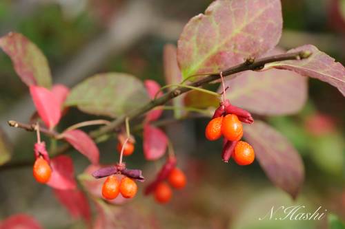 f:id:nontyant:20200104165531j:plain f:id:nontyant:20200104165531j:plain