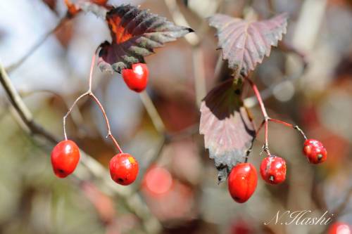 f:id:nontyant:20200104165645j:plain f:id:nontyant:20200104165645j:plain