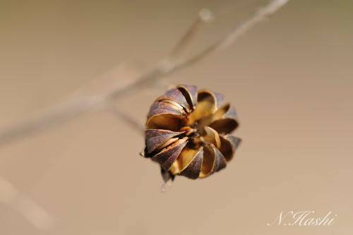 f:id:nontyant:20200105110615j:plain f:id:nontyant:20200105110615j:plain