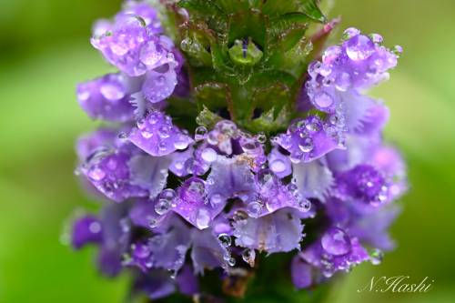 f:id:nontyant:20200626142314j:plain f:id:nontyant:20200626142314j:plain