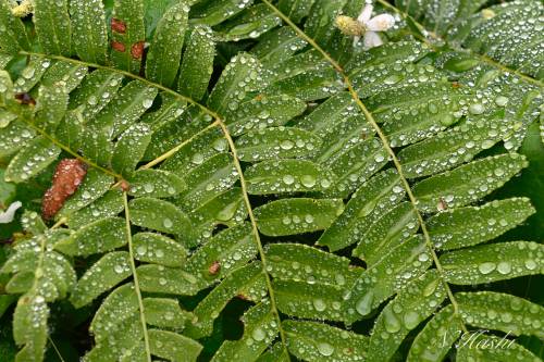 f:id:nontyant:20200626142535j:plain f:id:nontyant:20200626142535j:plain