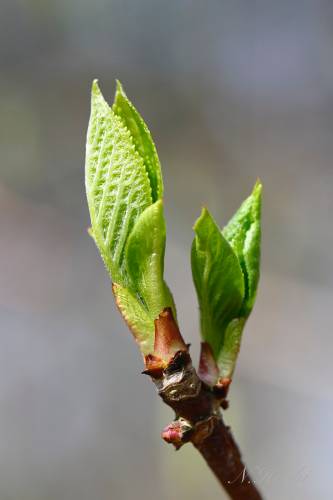 木々の芽吹き7 - 面白い接写の世界