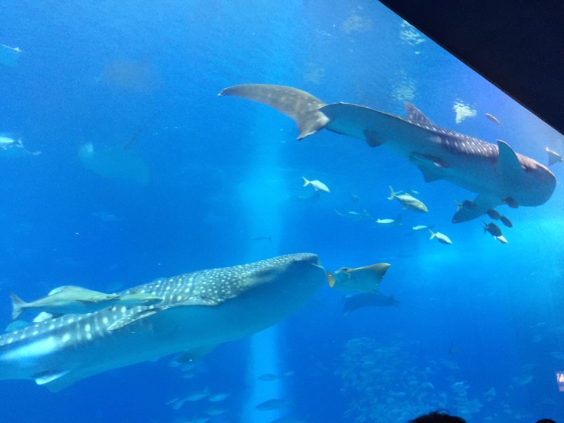 f:id:noobow34:20150228172532j:plain f:id:noobow34:20150228172532j:plain