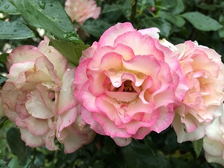 f:id:noomi22:20200701091340j:plain