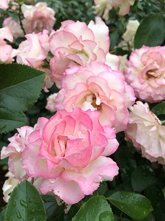 f:id:noomi22:20200701094200j:plain