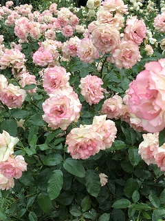 f:id:noomi22:20200701094208j:plain