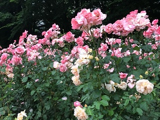 f:id:noomi22:20200701095355j:plain