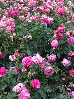 f:id:noomi22:20200701140003j:plain