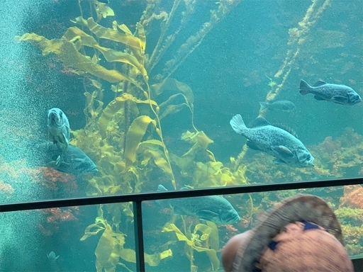 葛西臨海公園水族館の水槽