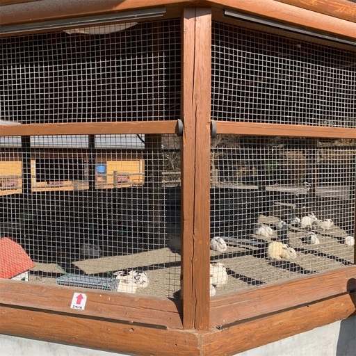 寺山公園のうさぎ小屋
