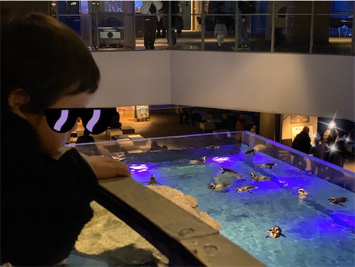 すみだ水族館のペンギン