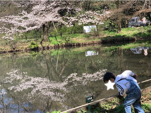 水面に映る桜と子ども