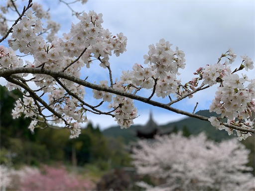 冠岳花川砂防公園の桜