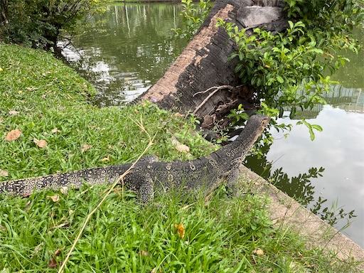 ミズオオトカゲ