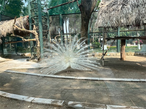 白孔雀,トゥーレ公園