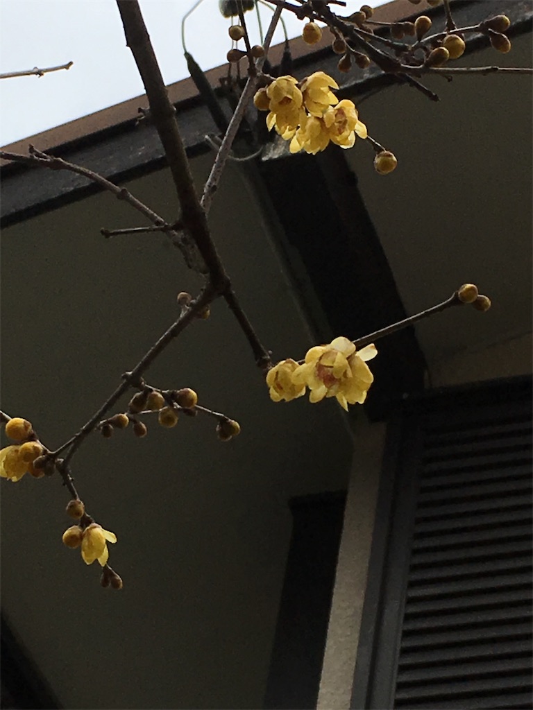 f:id:nopicopico:20190111081012j:image